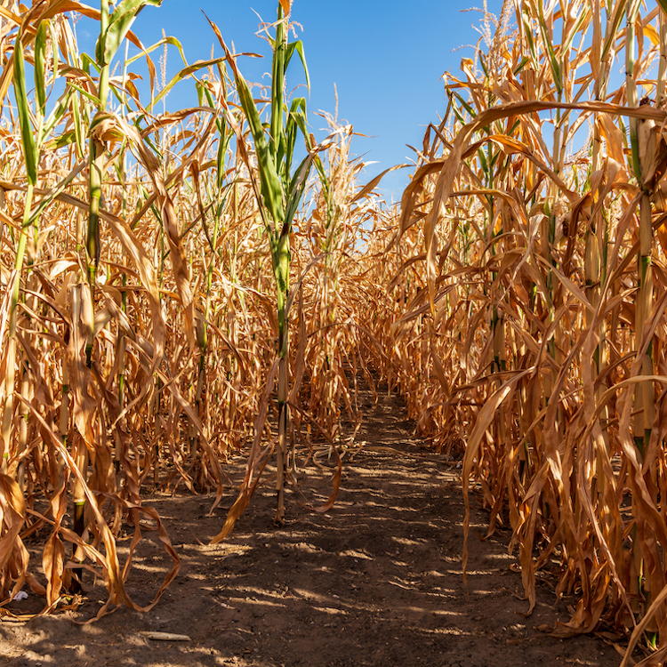 Dry conditions spread across state